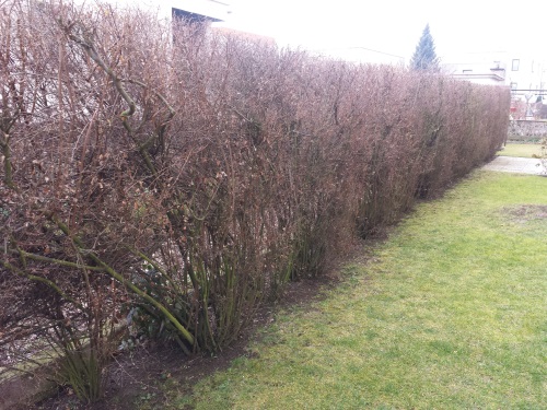 detail Tavolník van Houtteův