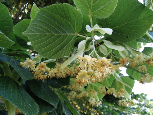 detail Lípa velkolistá