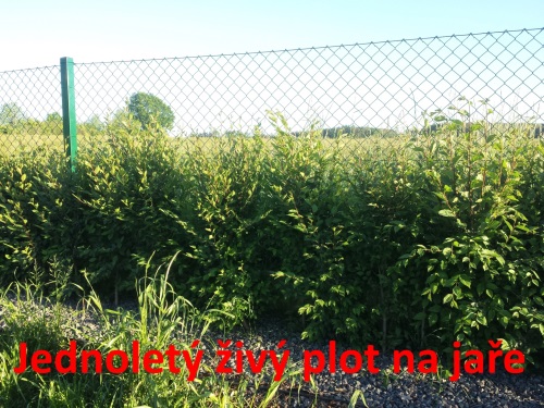 detail Jilm sibiřský - balení po 100 ks pro živý plot