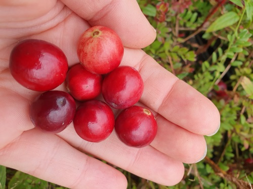 detail Klikva velkoplodá 'Stevens'