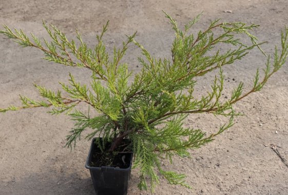 detail Jalovec Pfitzerův 'Wilhelm Pfitzer'