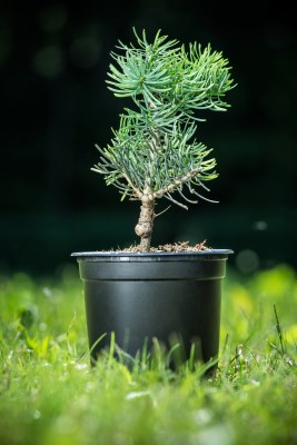 detail Jedle ojíněná 'Compacta'