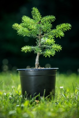 detail Jedle plstnatoplodá 'Green Globe'