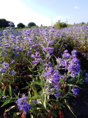 detail Ořechokřídlec clandonský 'Heavenly Blue'