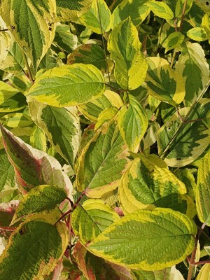 detail Svída výběžkatá 'Hedgerows Gold'