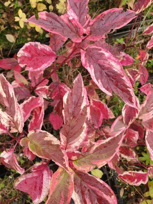 detail Svída výběžkatá 'Hedgerows Gold'