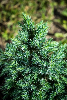 detail Jalovec šupinatý 'Blue Star'