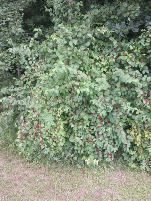 detail Zimolez obecný