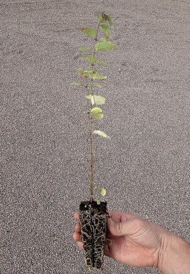 detail Zimolez obecný