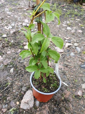 detail Aktinidie význačná(kiwi) - Opylovač 'Cornell'