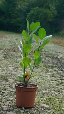 detail Jeřáb černoplodý Arónie 'Viking' - velkoplodý