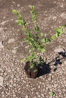 detail Angrešt 'Hinnonmaki yellow' - žlutý