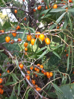 detail Rakytník řešetlákový 'Krasavice'