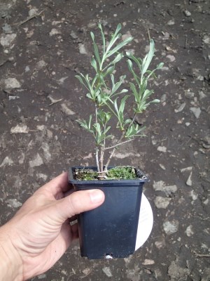 detail Rakytník řešetlákový 'Krasavice'