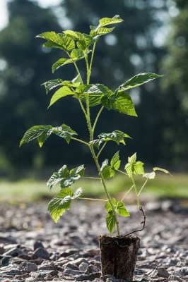 detail Ostružiník 'Navaho' - beztrnný