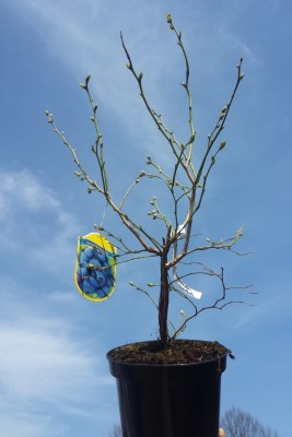 detail Kanadská borůvka 'Berkeley'- středně pozdní