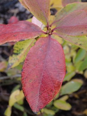 detail Kanadská borůvka 'Berkeley'- středně pozdní