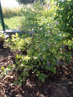 detail Kanadská borůvka 'Bluegold'