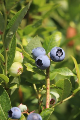 detail Kanadská borůvka 'Brigitta' - pozdní