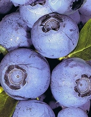 Kanadská borůvka 'Darrow' - středně raná