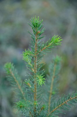 detail Smrk Engelmannův