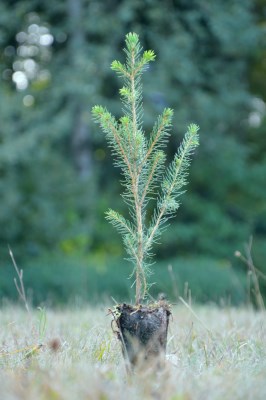 detail Smrk Engelmannův