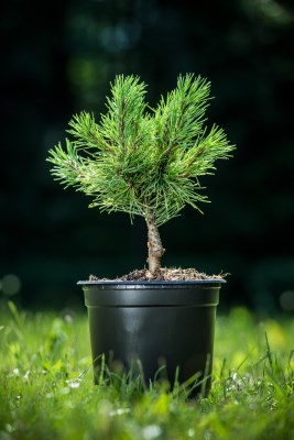 detail Borovice kleč 'Ophir'