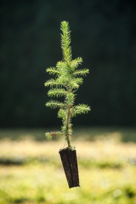 detail Smrk omorika (Pančičův)