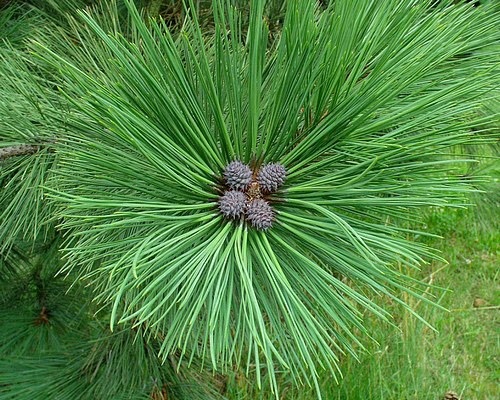 detail Borovice těžká
