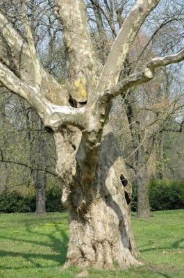 detail Platan javorolistý