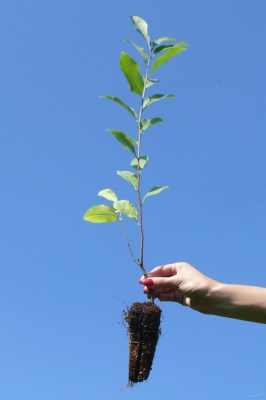 detail Střemcha pozdní