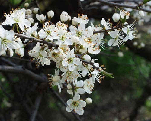 detail Trnka obecná