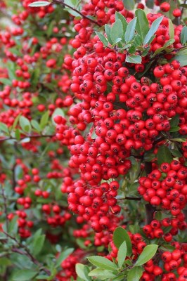 detail Hlohyně šarlatová 'Red Column'