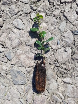 detail Dub cesmínovitý