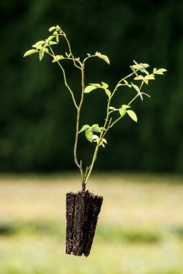 detail Růže šípková