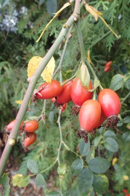 detail Růže šípková