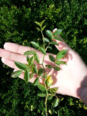 detail Růže šípková