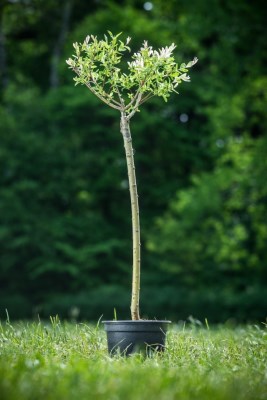 detail Vrba celolistá 'Hakuro-Nishiki'