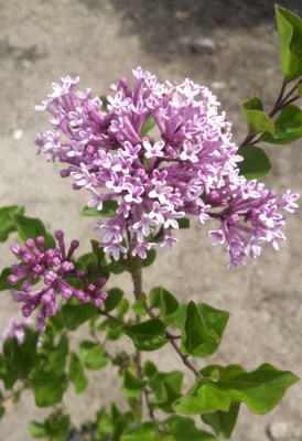 detail Šeřík Meyerův 'Palibin'