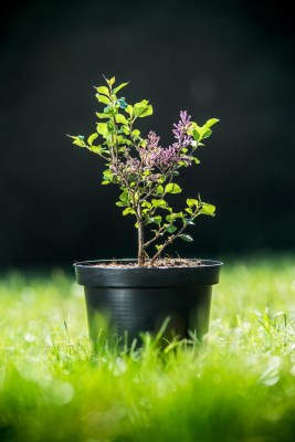 detail Šeřík Meyerův 'Palibin'