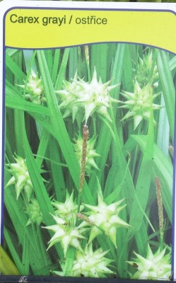 detail Ostřice Grayova