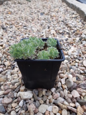 detail Mechovec srstnatý