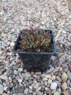 detail Kosmatec 'Pink Ribbon'