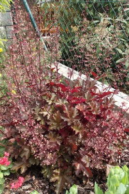 detail Dlužicha 'Palace Purple'