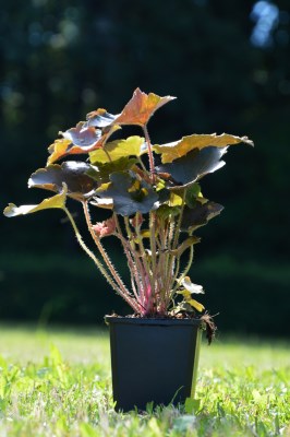 detail Dlužicha 'Palace Purple'