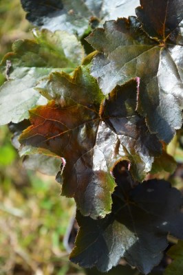 detail Dlužicha 'Palace Purple'