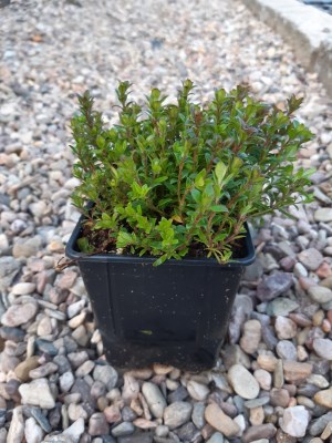 detail Tymián kmínový 'Barona'