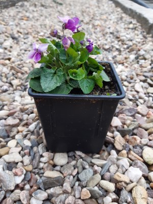 detail Violka vonná - růžová