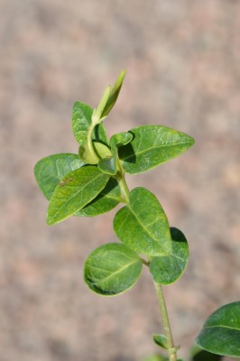 detail Barvínek menší 'Alba'