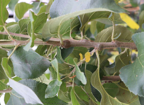 detail Jabloň 'Matčino' - zimní